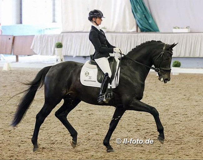 Moncler, under Eva Möller at the Munster Stallion Sport Test in April 2021 :: Photo © LL-foto