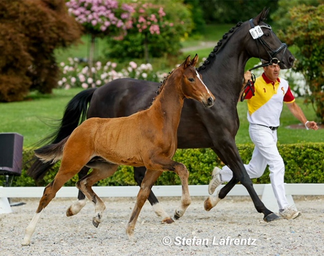 Veniro (by Va Bene x De Niro) :: Photo © Stefan Lafrentz