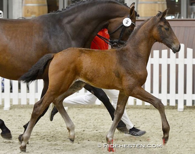 Livia (by Vitalis x  Fürst Romancier x  Blue Hors Zack) :: Photo © Ridehesten