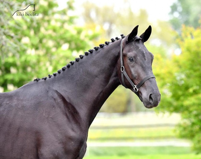2-year old Bretton Woods x Totilas, out of the full sister of Thiago GS, winner in St Georges with Matthias Rath, and daughter of Wahajama-Unicef, Grand Prix with Ann Kathrin Linsenhoff :: Photo © Kiki Beelitz