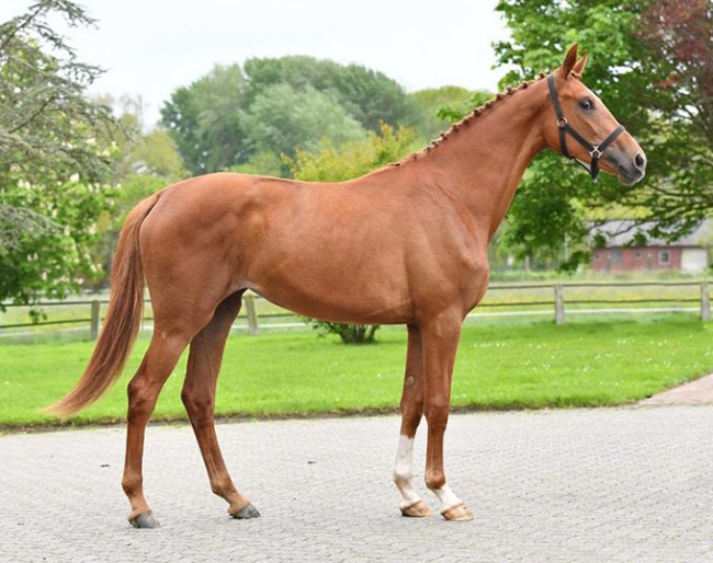 2-year old filly by So Unique x Furst Heinrich - from the dam line of European Championship horse Der Clou (Filipe Canelas) :: Photo © Kiki Beelitz