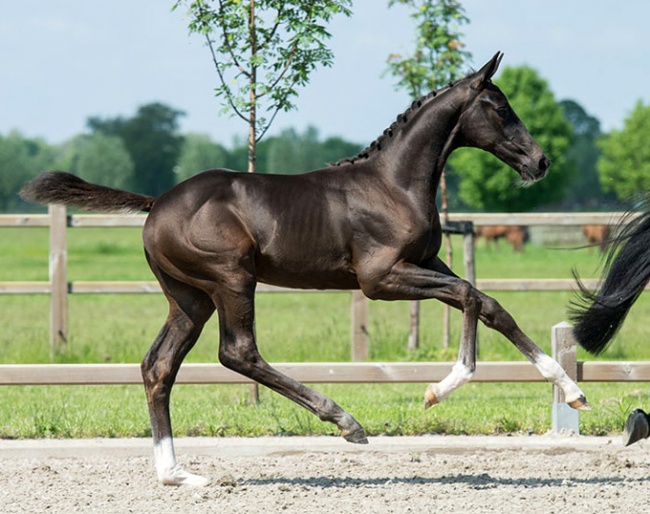 Ramses Shaffy (by Toto Jr x Tuschinski x Jazz)