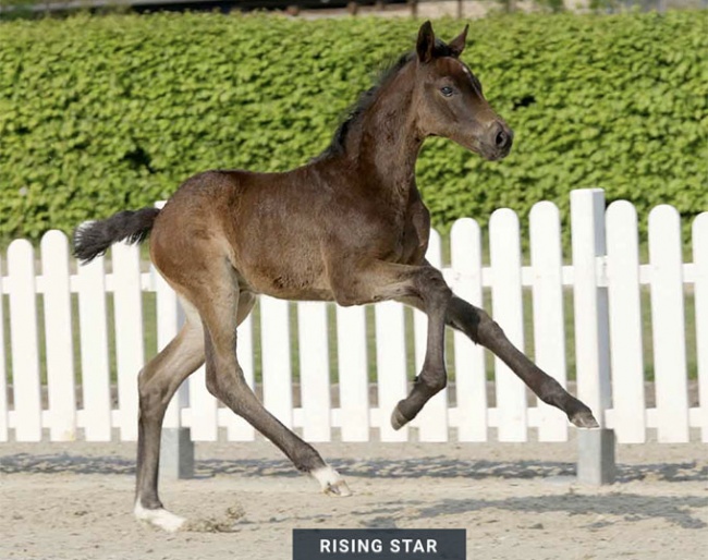 Rising Star (by Raven x Belstaff) :: Photo © Recki