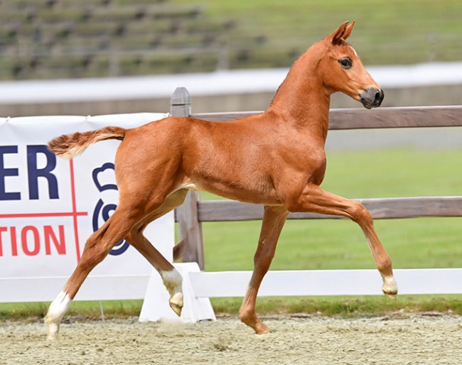 Oldenburger Foal