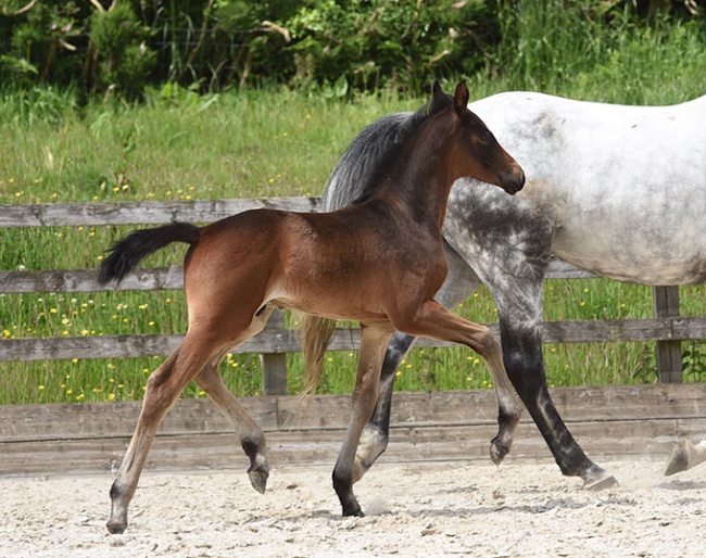 Colt by Revolution x Furstenball x Caprimond