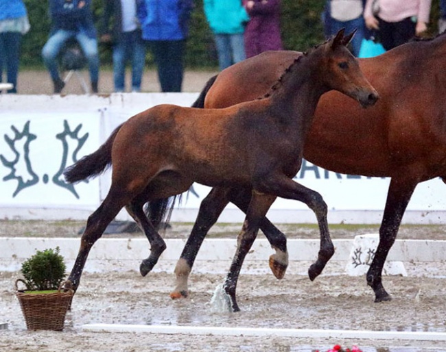 Trakehner filly Kinshasa at the rained out Trakehner Young Horse Championships in Munster-Handorf :: Photo © Stephan Bischoff