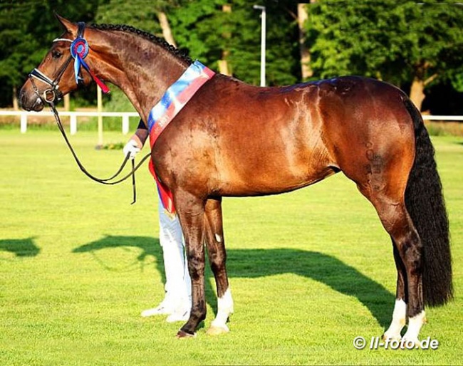 Faraglioni champion of the 2021 Oldenburg Elite Mare Show in Rastede :: Photo © LL-foto