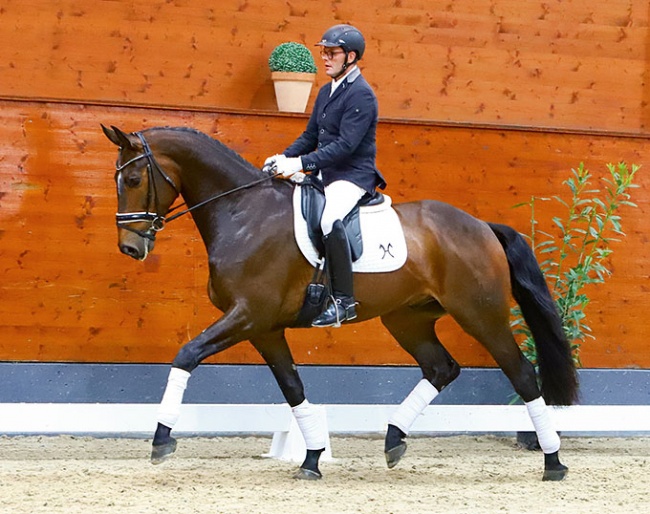 Saint Jacques (by Scolari x Weltmeyer) :: Photo © Hannoveraner Verband