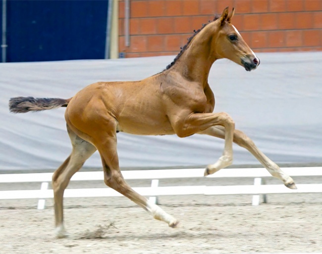 Dream Deluxe (by Dynamic Dream x Escolar x Sir Donnerhall)