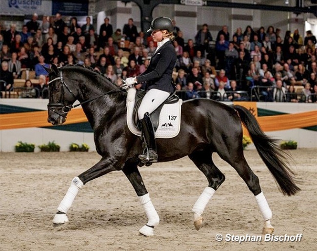 Laura Strobel and Bourani at the 2020 Trakehner Stallion Licensing :: Photo © Stephan Bischoff