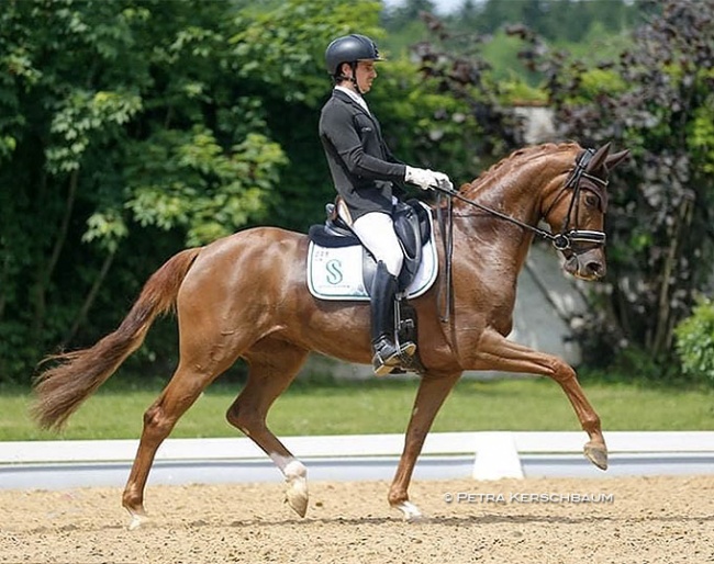 Riccardo Sanavio and Scuderia 1918's Westfalian mare Venere at the 2021 CDI Achleiten :: Photo © Petra Kerschbaum