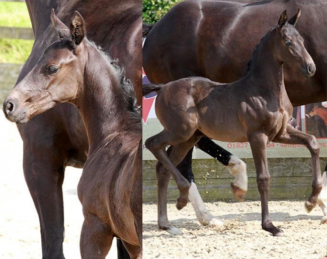 Newton Double Take (by D'Egalité x De Niro x Rubinstein)