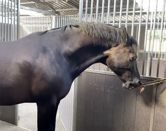 Vikki Fowler's 12 year old Welsh D gelding who started cribbing as a 3 year old whilst living out 24/7 with 5 other horses. None of which crib. "This made me re-evaluate everything I thought I knew about cribbing, I hope you find what I have learnt useful," she said.