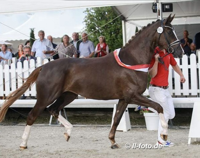 Baroness Bibi named champion at the 2021 Westfalian Elite Mare Show :: Photo © LL-foto