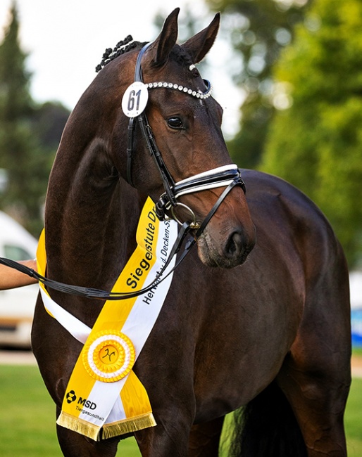 Va Pensiera (by Vitalis x Furstenball) is the 2021 Hanoverian Elite Mare Champion :: Photo © Hannoveraner Verband