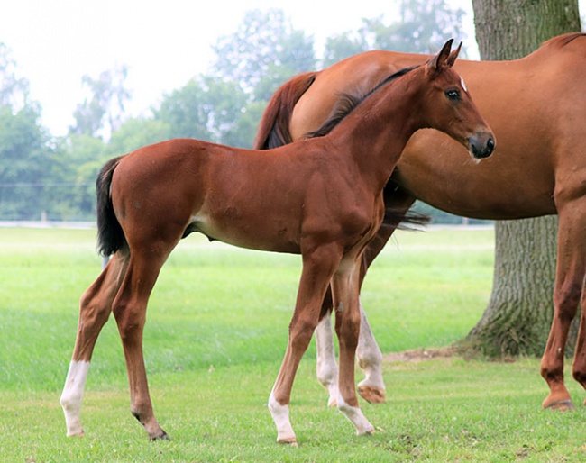 Taurus x Biasini colt