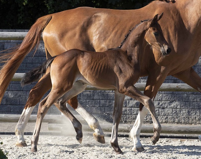 Sugar Ray (#17), bred by Jovian-Bon Bravour-Carano