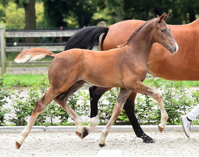 #4 Thrilling Hopes by Total Hope OLD-Spielberg-Wellington