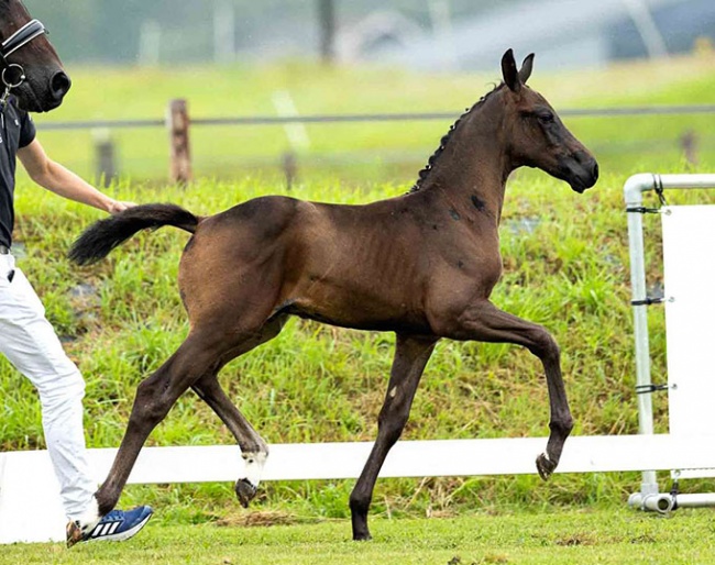 Rêve de Rome, Colt by Everdale x Metall x Levantos II