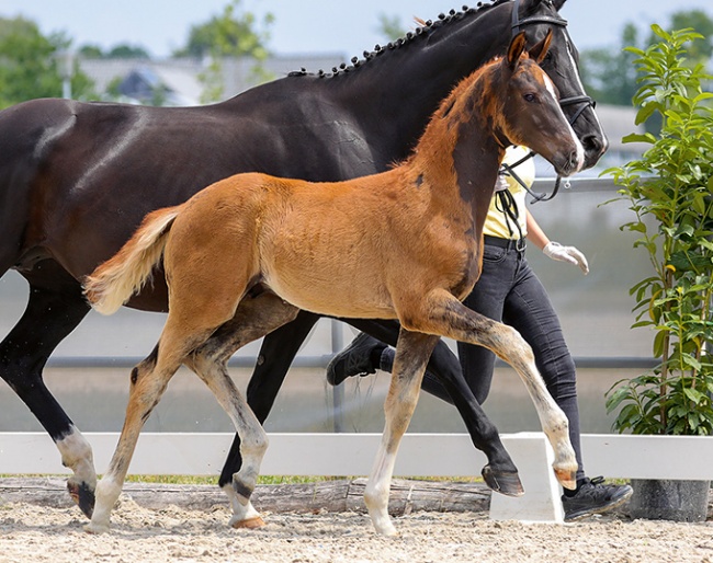 Benz (by Bonds x Sporcken) :: Photo © Hannoveraner Verband