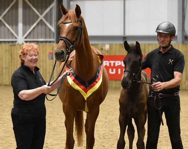 Lynne Crowden with Zsa Zsu and Le Chef at the 2021 British Hanoverian Horse Society Annual Show :: Photo © Tanja Davis