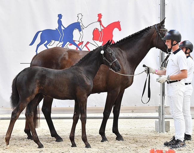 La Dolce Vita des Ham (by Furstenball x Morricone), filly champion at the 2021 French Breeding Championships in Le Mans