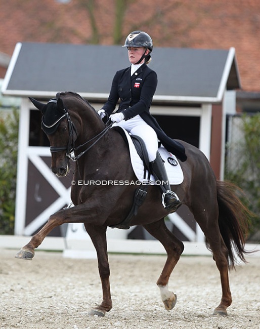 Josefine Hoffmann and Honnerups Driver at the 2021 CDI Sint-Truiden in Belgium :: Photo © Astrid Appels