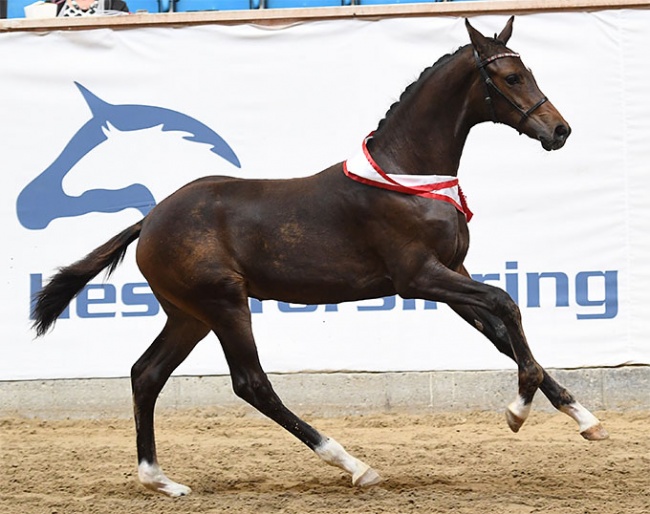 Vilard’s Fina (by Franklin x Blue Hors Don Romantic) :: Photo © Ridehesten