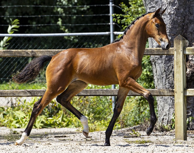 2021 KWPN Foal Champion Rosatrichta van de Westen