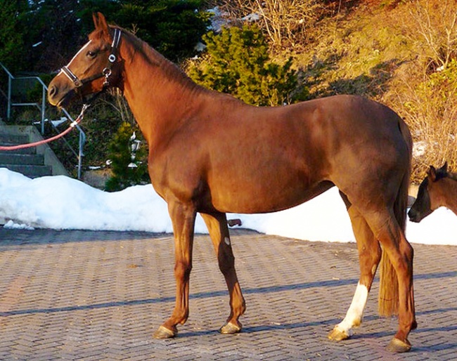 State Premium mare Laudana (by Lauries Crusador xx x Donnerhall)