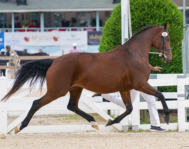 Fienna earned many ribbons at Dressage at Devon, including the Mare Championship and Mature Horse Reserve Championsship. Fienna is by Sir Sinclair :: Photo © Pam Coath
