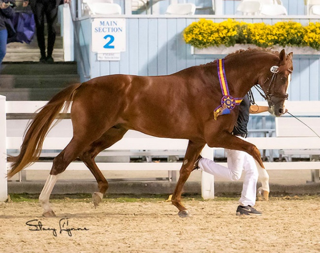 Fortunato H20 is the 2021 Devon Breed Show Grand Champion :: Photo © Stacy Lynne Photo