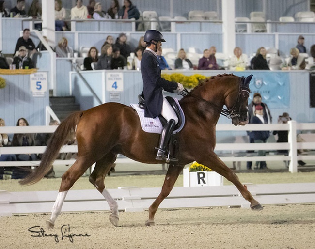 Michael Bragdell and Qredit Hilltop in the short Grand Prix on Friday at the 2021 CDI-W Devon :: Photo © Stacy Lynne Photography