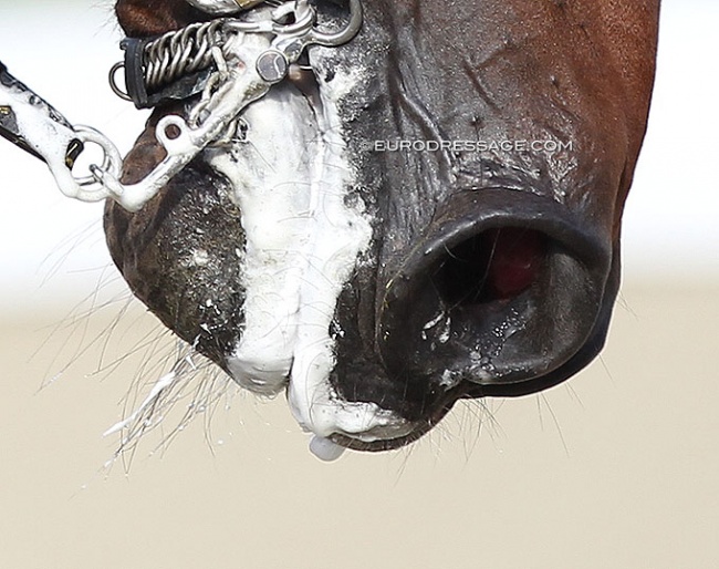 Marshmallow fluff put in practise at the 2021 European Dressage Championships for seniors and U25 riders in Hagen :: Photo © Astrid Appels