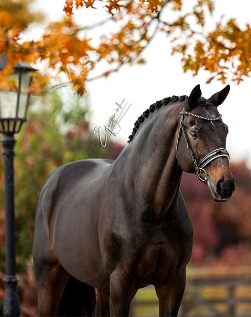 Easy Game at home at Stallion Station Van Uytert in Heerewaarden, The Netherlands :: Photo © Equigeniek