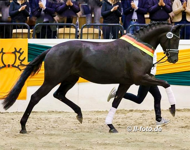 Salvana's Helena (by Helium x Kaiserdom) :: Photo © LL-foto