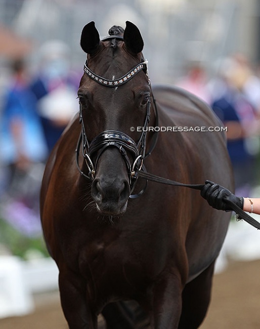 Heiline's Danciera at the horse inspection at the start of the 2021 Olympic Games in Tokyo :: Photo © Astrid Appels