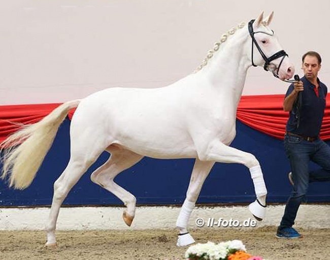 Young colt by Escamillo x Florencio x Relevant selected for the 2021 Oldenburg Stallion Licensing :: Photo © LL-foto