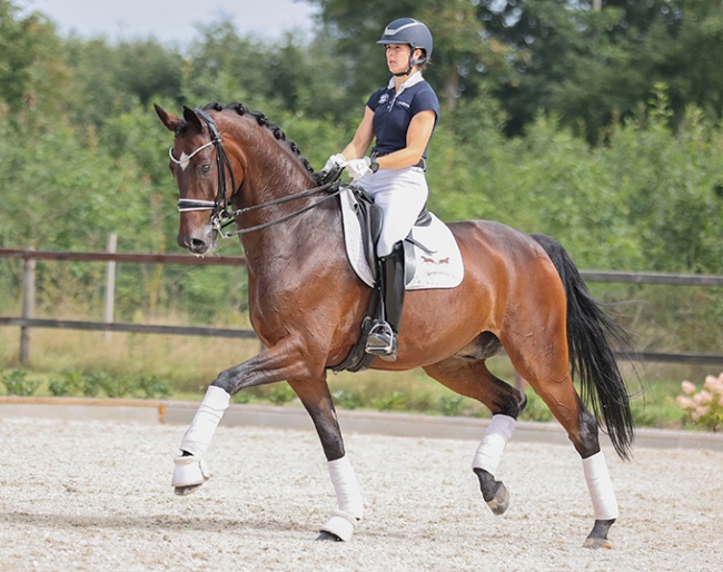 The 10-year old Donneld, cat nr. 18, is ready for Grand Prix :: Photo © Julia Packeiser