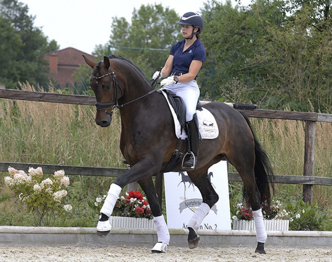 Follower, 4-year old by Furstenball - one of the stunning horses in Auction No. 2 by Sportpferde Scholz