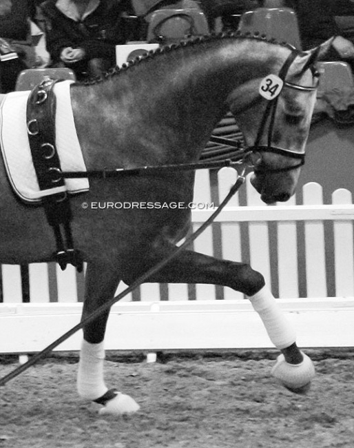 A 2.5 year old colt being lunged with standing reins at the stallion licensing in Germany :: Photo © Astrid Appels