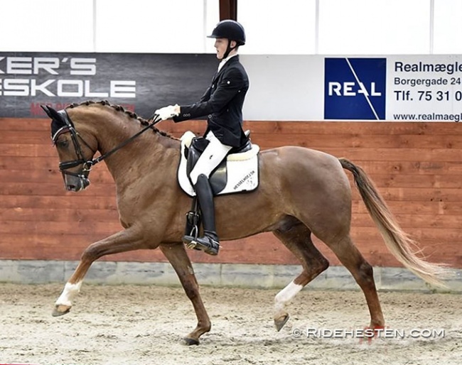 Anders Sjobeck Hoeck competing Vividus QRE in Denmark in the summer of 2020 :: Photo © Ridehesten