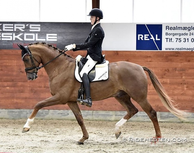 Anders Sjobeck Hoeck competing Vividus QRE in Denmark in the summer of 2020 :: Photo © Ridehesten