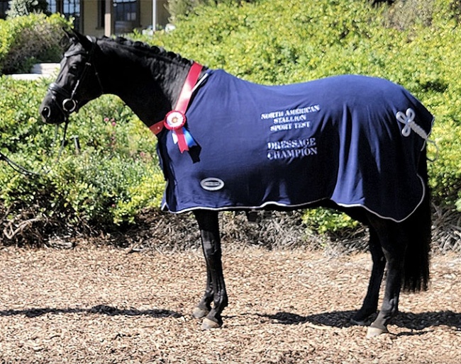 Influencer (by Ibiza x De Niro) win the 2021 North American Stallion Sport Test on the West Coast :: Photo © NASST