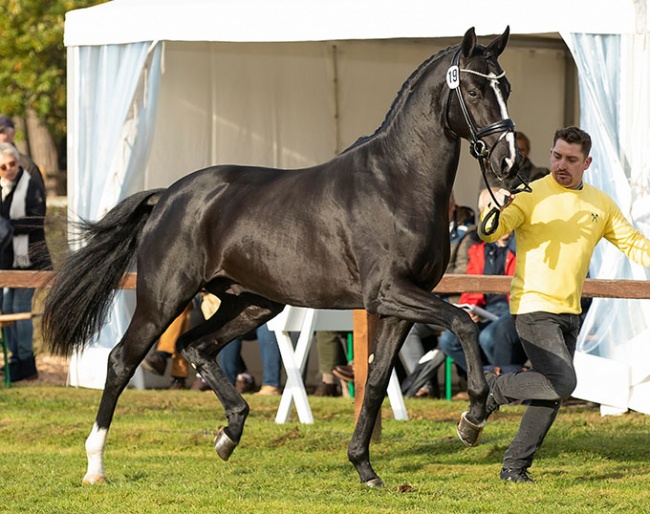 Energy (by Escamillo x De Niro x Prince Thatch xx) is the auction price highlight of the 2021 Hanoverian Stallion Licensing :: Photo © Hannoveraner Verband