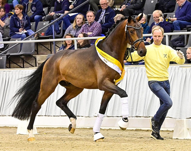 Faszination de Malleret (by Fürst Belissaro x San Remo), premium stallion at the 2021 Hanoverian Stallion Licensing in Verden