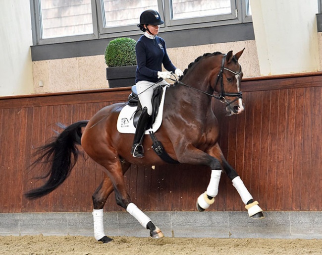 Vanzetti, a 4-year old Swedish warmblood by Blue Hors Veneziano x Zuidenwind