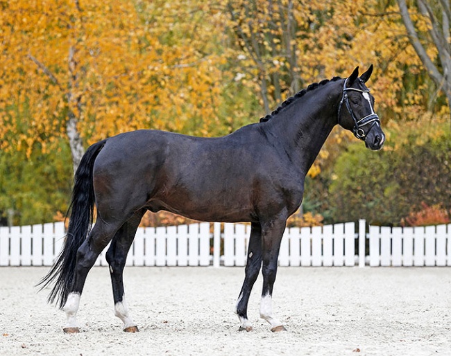 5-year old Oldenburg stallion Lamour De Niro (by San Amour x De Niro)