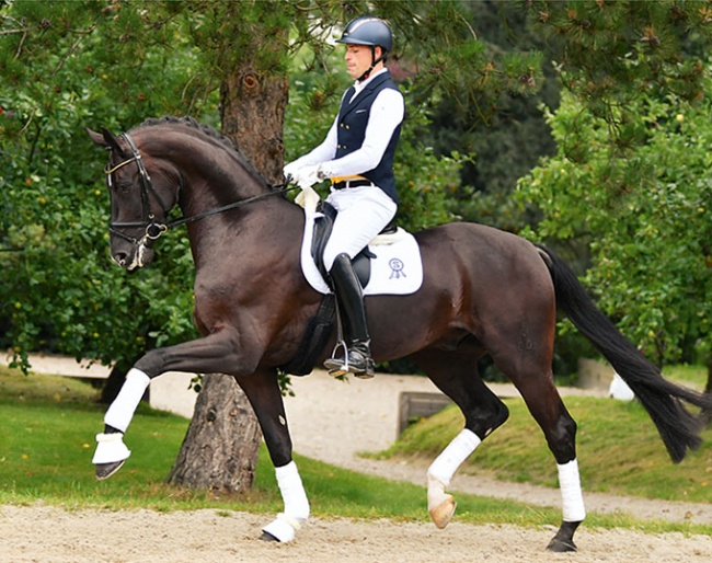 Fürst Bayram (by Fürstenball x Sir Donnerhall)