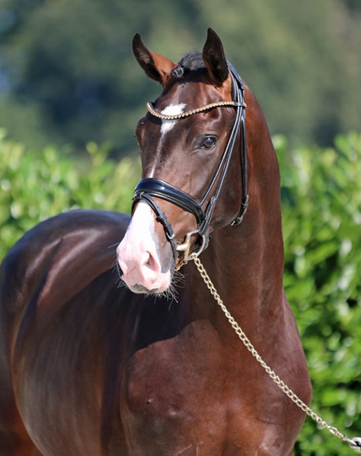 Diamond Dancer, 2.5-year old stallion by Diamond Deluxe x Lissabon x Ferragamo